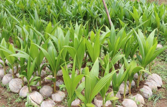 IRDF Mindanao Projects: 2024 Update on Transformative Initiatives