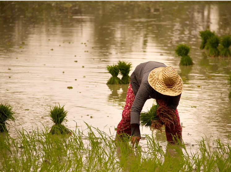 A Policy Paper: “Philippines is a Rice Deficit Country: The Challenges, Policy Innovations, and Strategic Interventions”